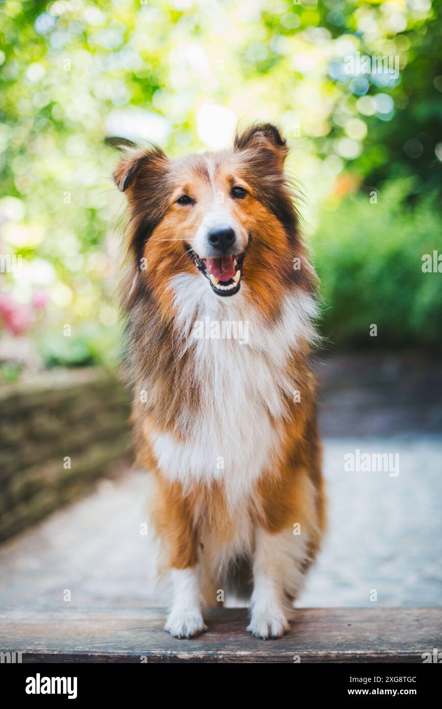 Shetland Sheepdog (Sheltie) Foto Stock