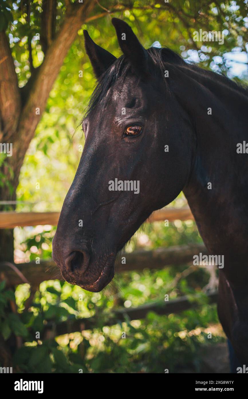 Mare friesiano Foto Stock
