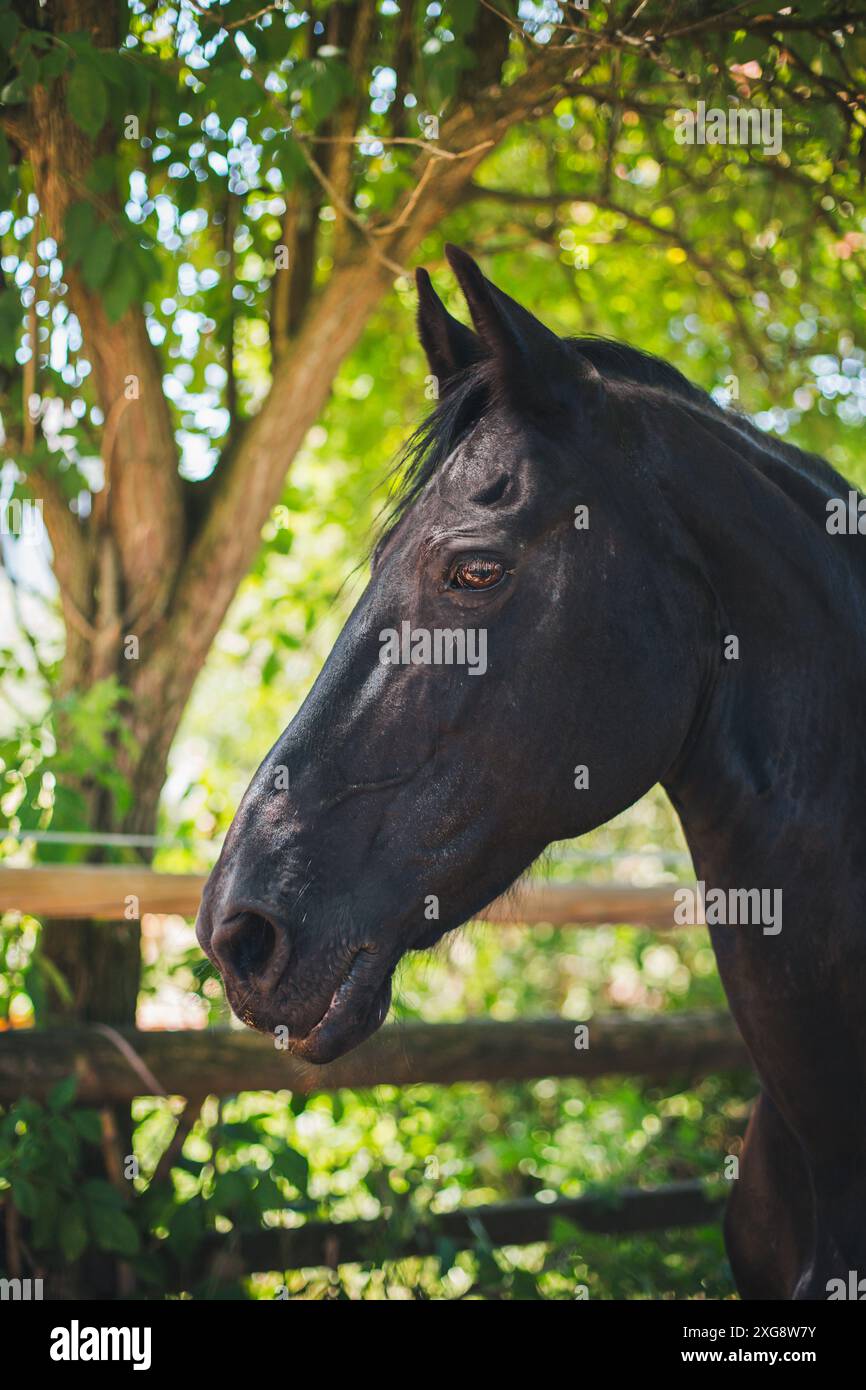 Mare friesiano Foto Stock