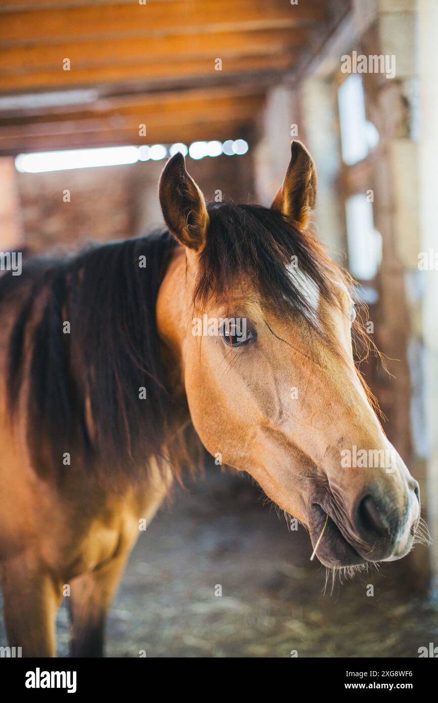 Cavallo Warmblood tedesco Foto Stock