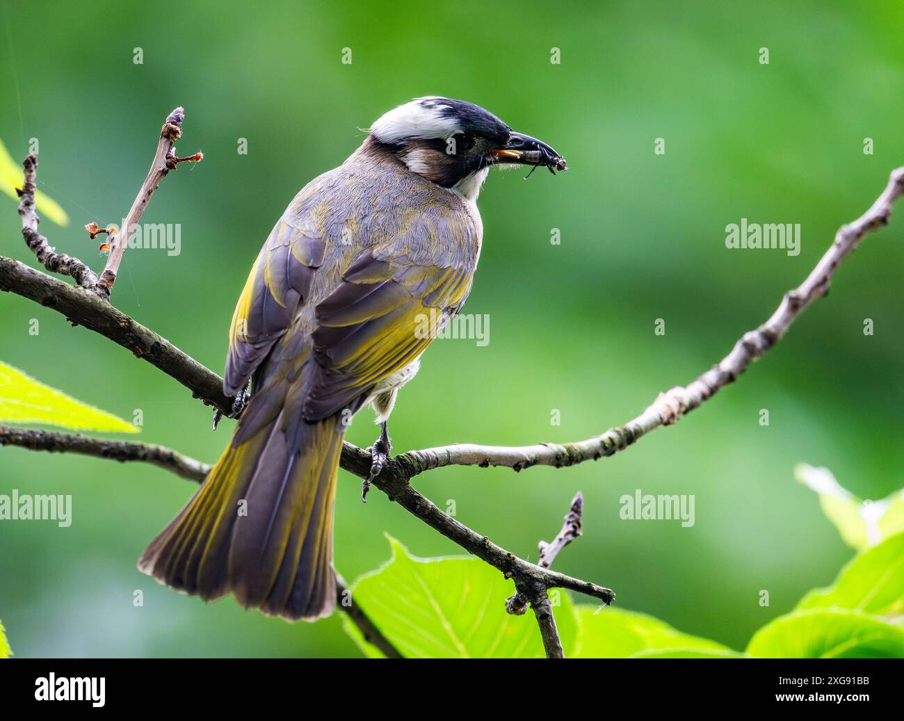Un bulbul con sfiato luminoso (Pycnonotus sinensis) arroccato su un ramo. Sichuan, Cina. Foto Stock
