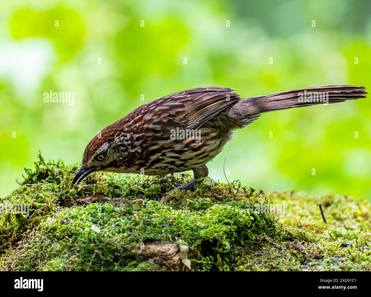 Un Babax cinese (Pterorhinus lanceolatus) che si forgia nella foresta. Sichuan, Cina. Foto Stock