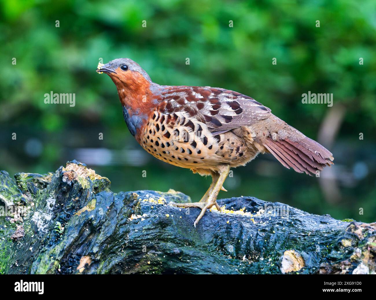 Un bamboo-partridge cinese (Bambusicola thoracicus) che si forgia nella foresta. Sichuan, Cina. Foto Stock