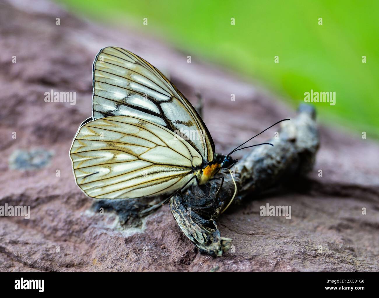 Una farfalla bianca cremosa () arroccata su una roccia. Sichuan, Cina. Foto Stock