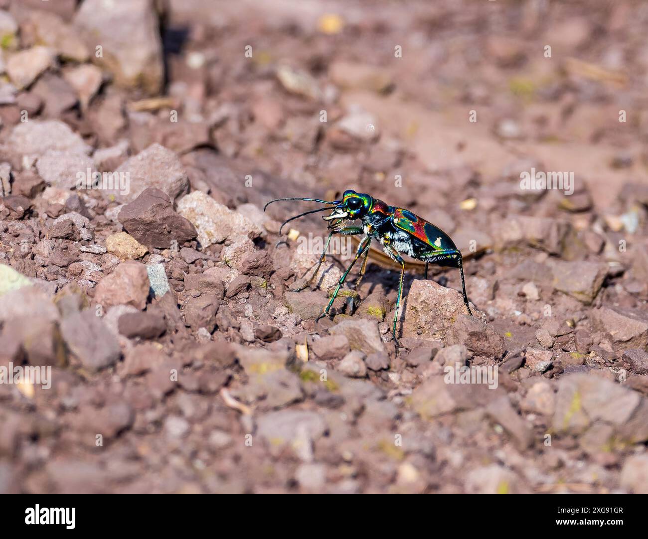 Un colorato coleottero della Tigre (Cicindela chinensis japonica) che strizza sul terreno. Sichuan, Cina. Foto Stock
