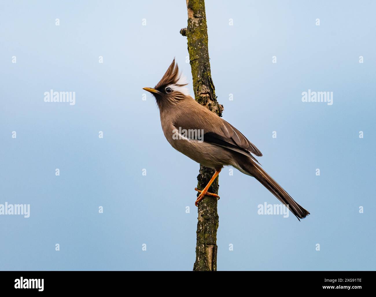 Sichuan, Cina. Foto Stock