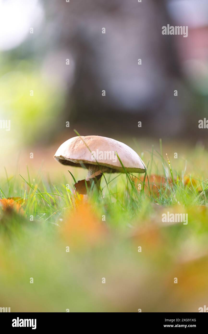 Un ritratto verticale di un bolete di betulla, di un gambo scaber o di un solitario fungo bolete a stelo grezzo si erge alto in un lussureggiante campo erboso, circondato da un'autum Foto Stock