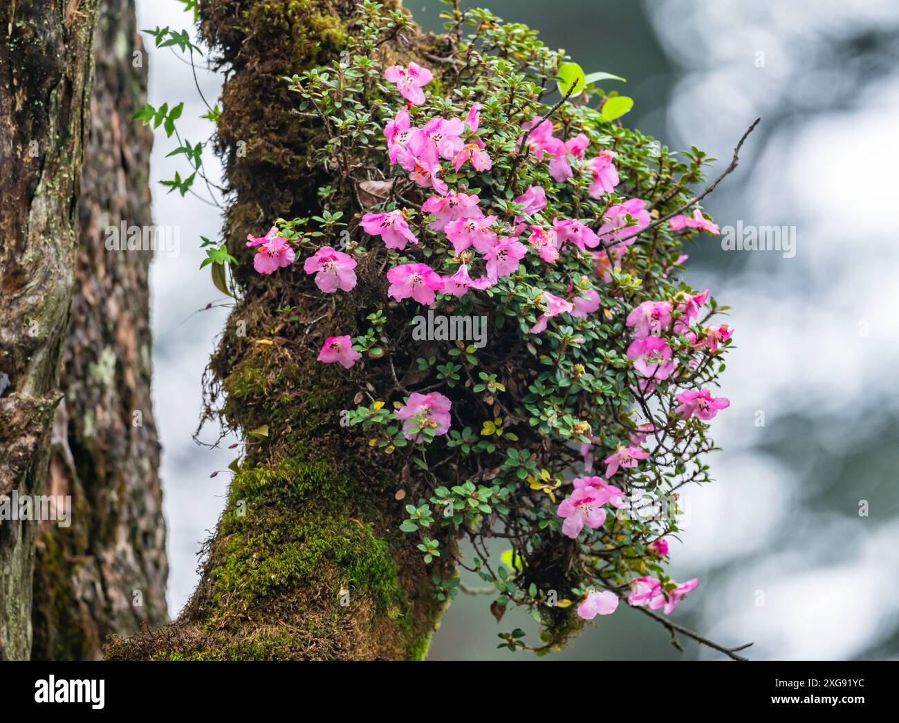 Fiori di rododendro rosa selvatico in piena fioritura. Sichuan, Cina. Foto Stock