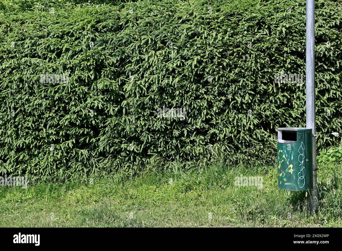 siepe verde di abeti e cestino con graffiti Foto Stock