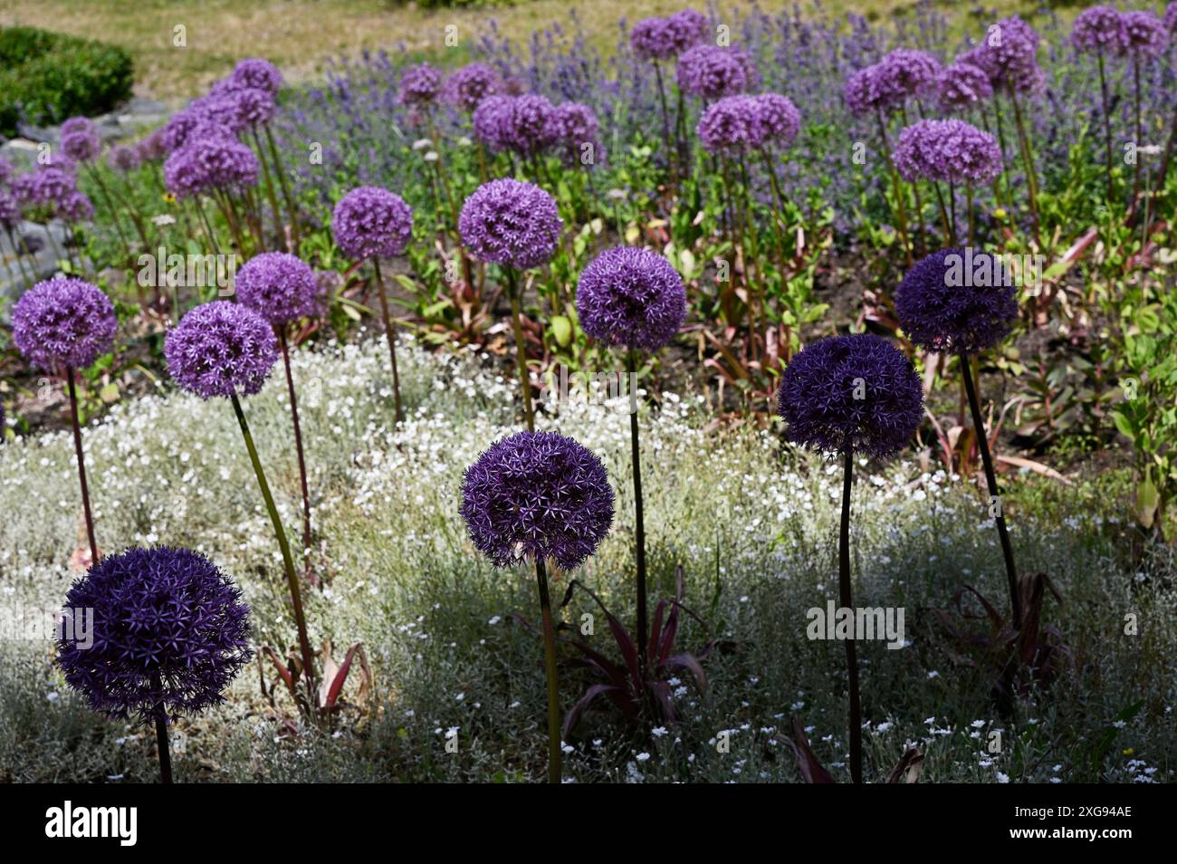 Questa foto cattura un giardino splendidamente paesaggistico con vibranti fiori viola di Allium in piena fioritura. I gruppi sferici di fiori creano un Foto Stock