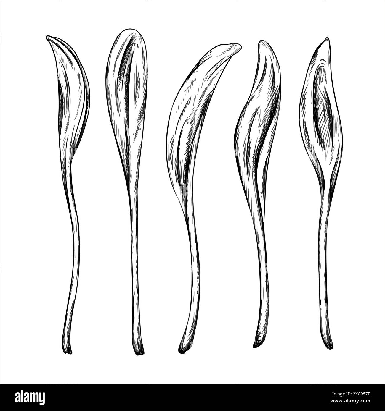 Illustrazione del mais verde micro in stile art di linea dipinto da inchiostri neri su sfondo isolato. Piantine di semi giovani, piante da giardino. Legumi per Illustrazione Vettoriale