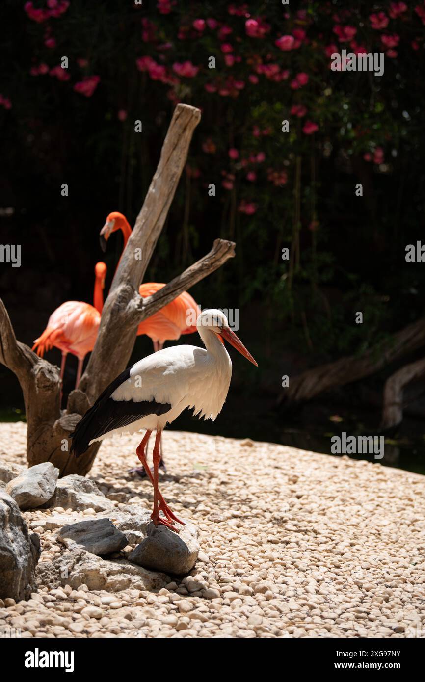 Egli cicogna bianca (Ciconia ciconia) in piedi sulla roccia con un pezzo di albero secco e fenicotteri sfocati sullo sfondo. Ciconiidae, grandi uccelli Foto Stock