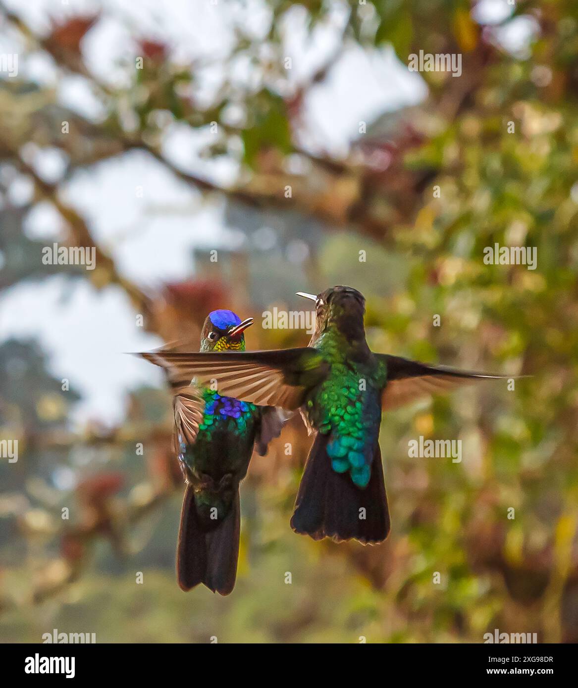 COSTA RICA, PARCO NAZIONALE LOS QUETZALES NEL CUORE DELLA CATENA MONTUOSA DI TALAMANCA. VOLO SOSPESO DI 2 COLIBRÌ FACCIA A FACCIA Foto Stock