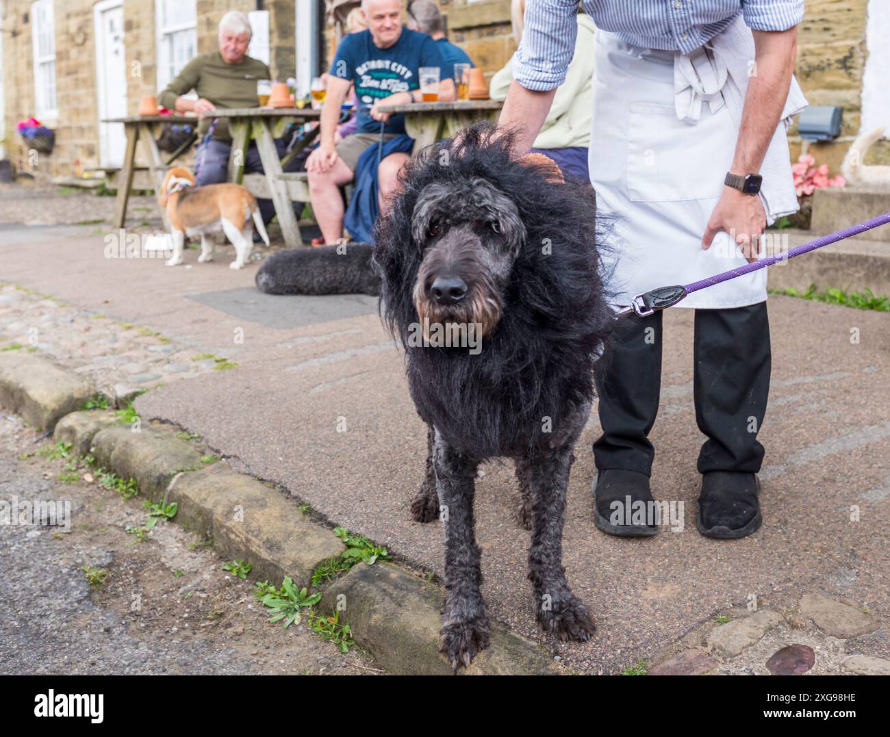 Un cane nero con una criniera di leoni inventata ai festeggiamenti al villaggio Osmotherly, North Yorkshire, Inghilterra, Regno Unito Foto Stock