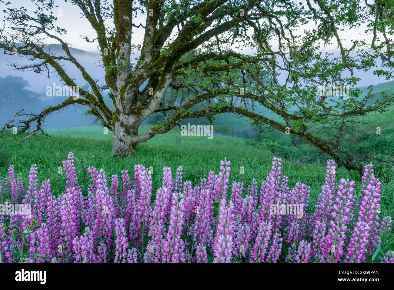 Lupin, nebbia, Oregon White Oak, Childs Hill Prairie, Redwood National Park, California Foto Stock