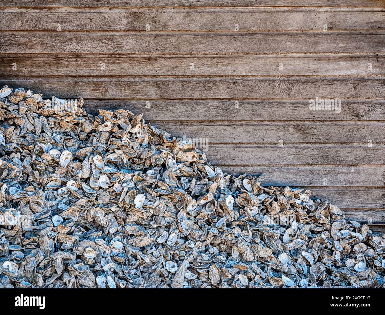 Le ostriche shucked si accumulano accanto a uno dei capannoni di una fattoria di ostriche nello stato di Washington. Foto Stock