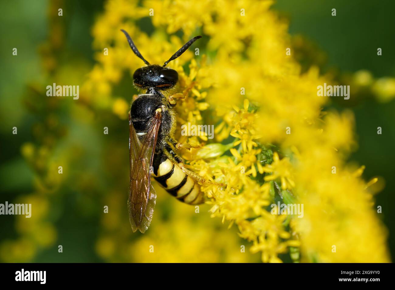 Beewolf su una verga d'oro Foto Stock