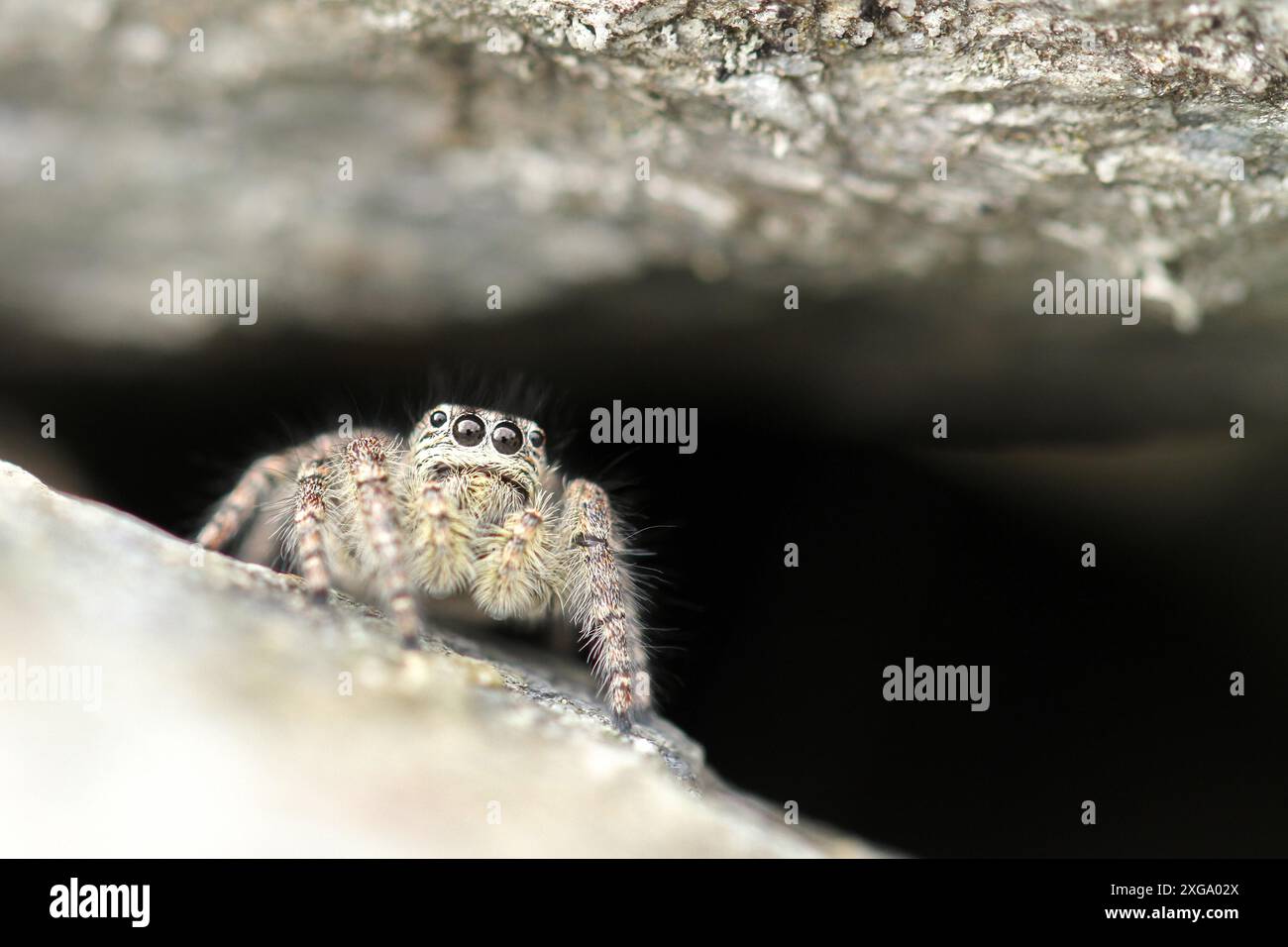 Ragno di salto Foto Stock
