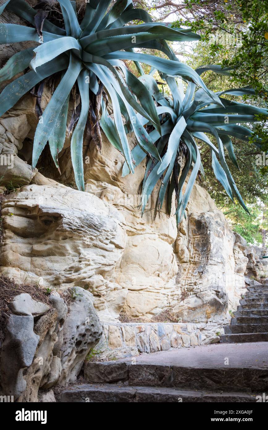 Stabilimento di Agave in un parco sull'isola di rab komrcar Foto Stock