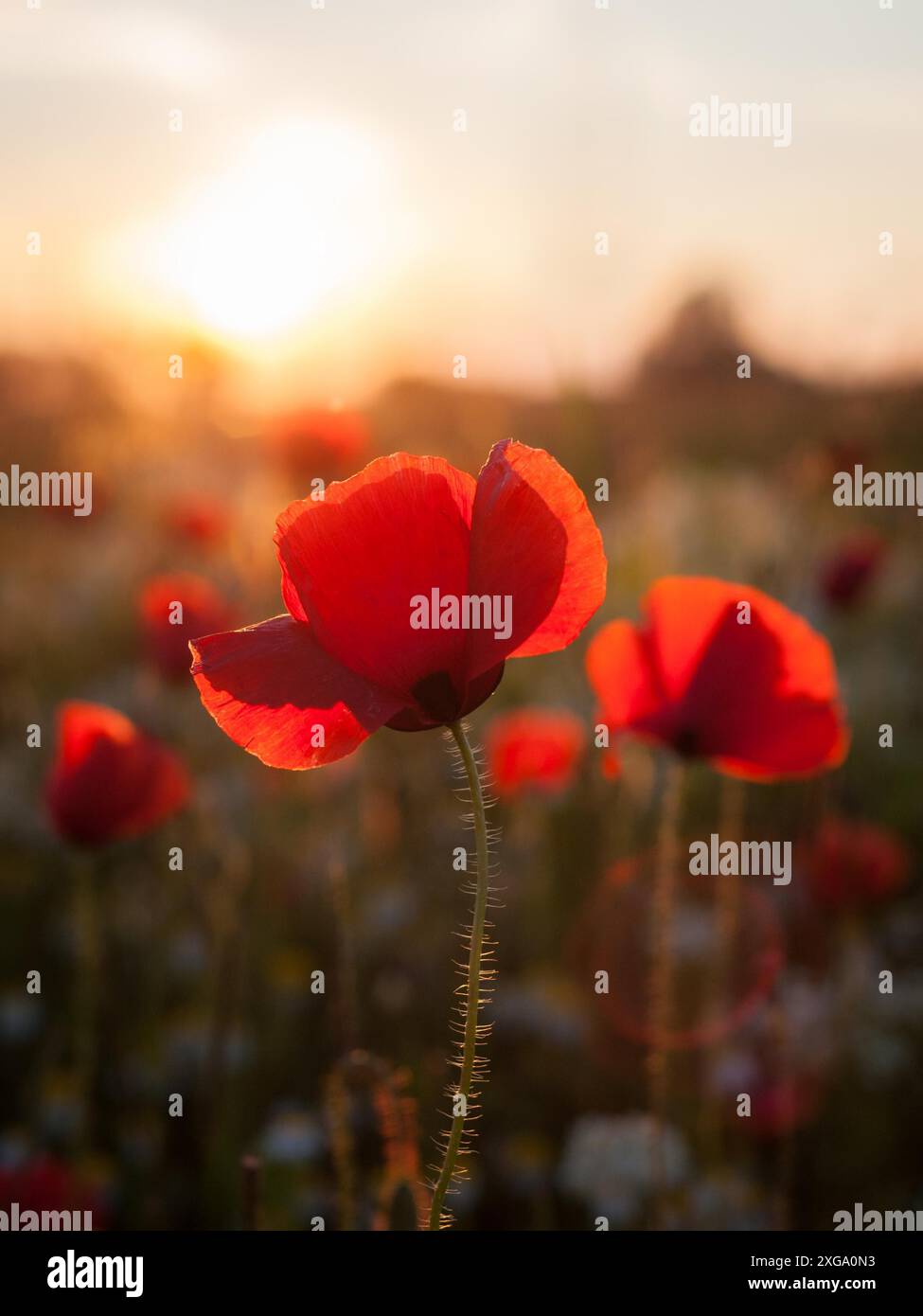 Incredibile campo di papavero fiori estivi Foto Stock