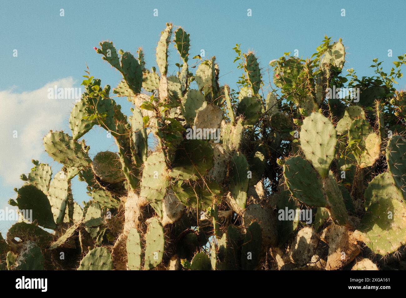 La pianta del cactus di Opuntia e il riflesso della luce solare durante il tramonto contro il cielo blu creano un'atmosfera suggestiva Foto Stock