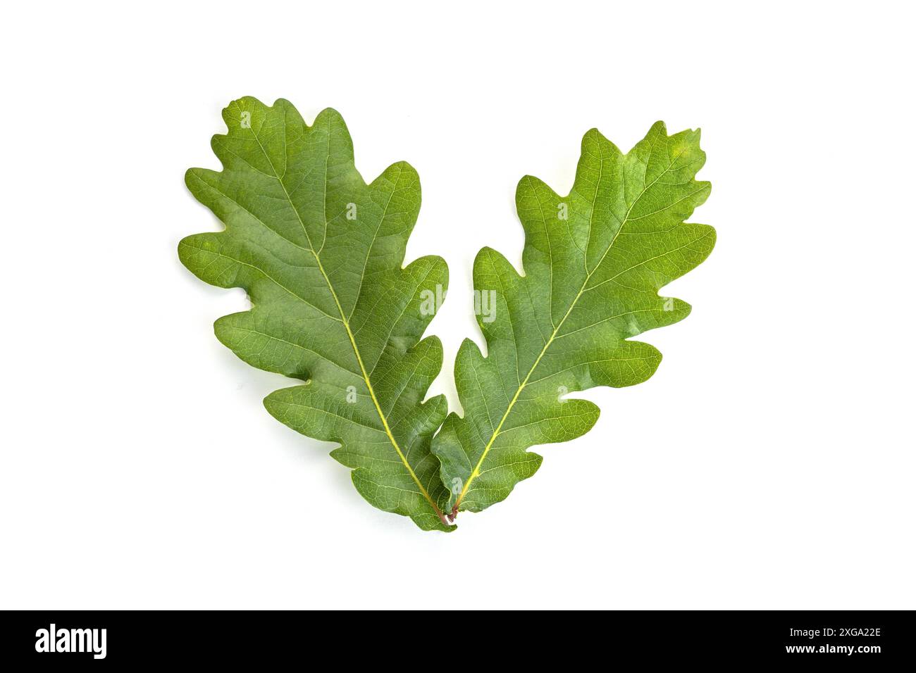 Foglie di quercia giovane (Quercus) isolate su fondo bianco. foglia Foto Stock