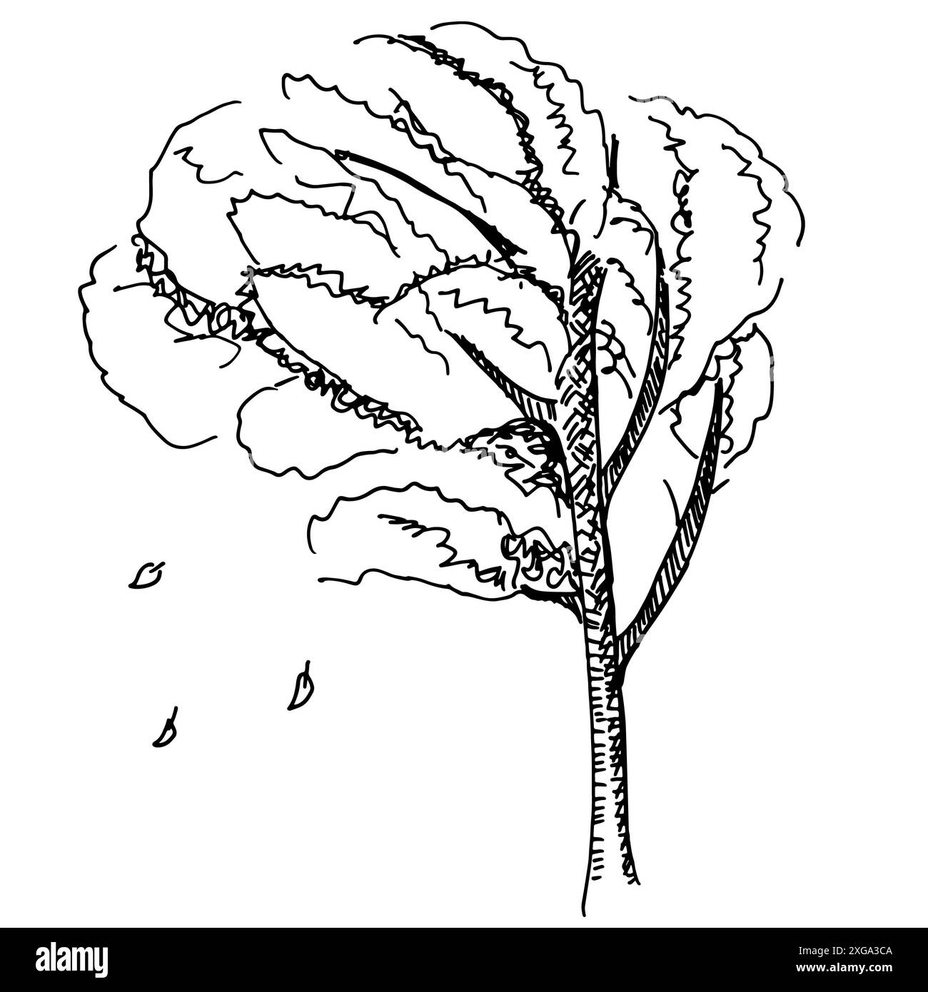 Un vettore di penna e inchiostro disegno di un autunno albero con foglie che cadono su uno sfondo bianco, un autunnale di elemento di design Foto Stock