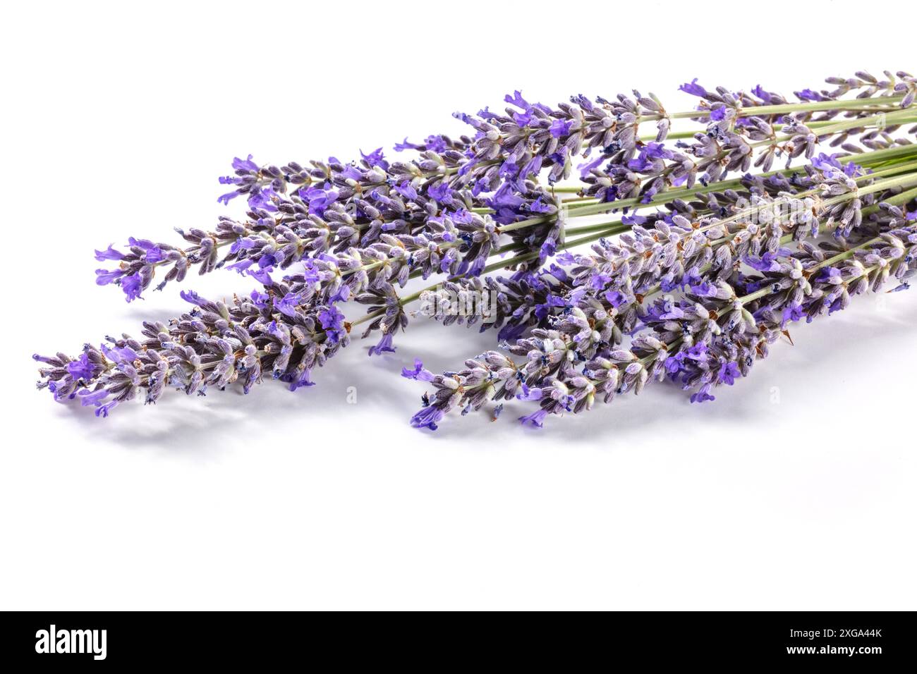 Bouquet di fiori di lavanda (Lavandula) su sfondo bianco. Erbe aromatiche. Foto Stock