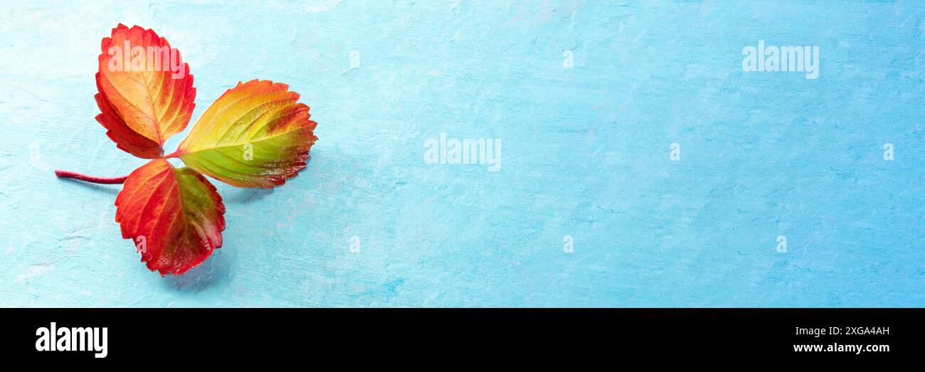 Panorama autunnale con foglia rossa e gialla su sfondo blu con un posto per il testo Foto Stock