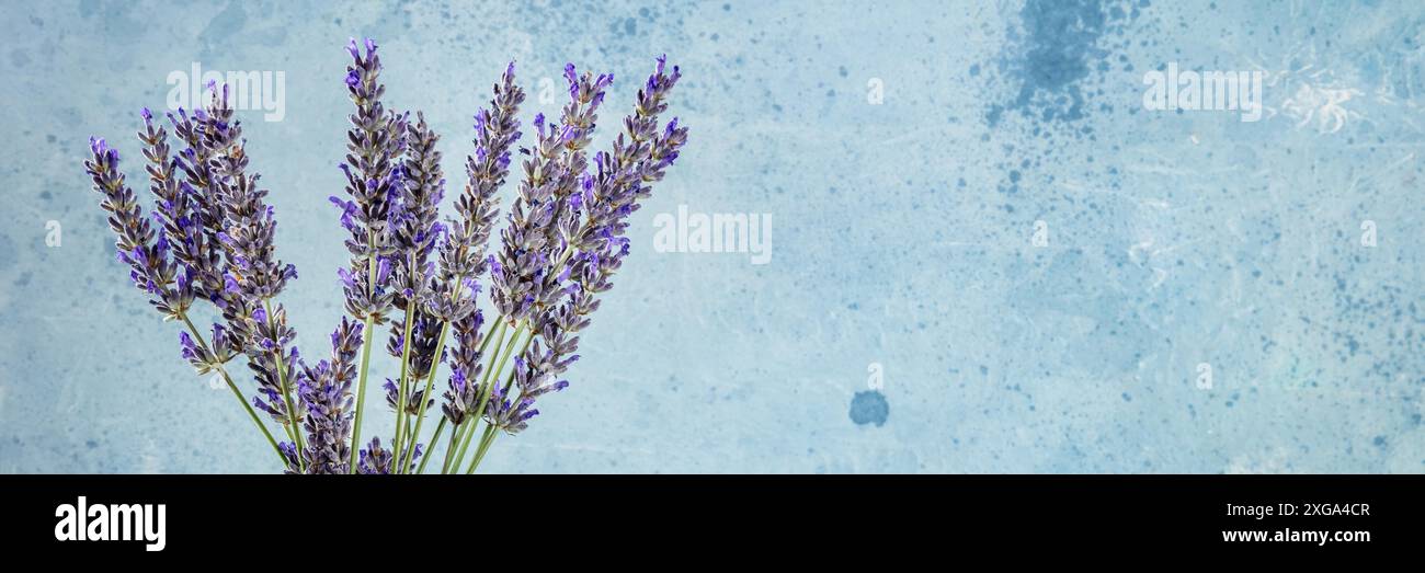 Mazzo di fiori di lavanda (lavandula) con un posto per il testo, un mucchio di piante, uno striscione panoramico Foto Stock