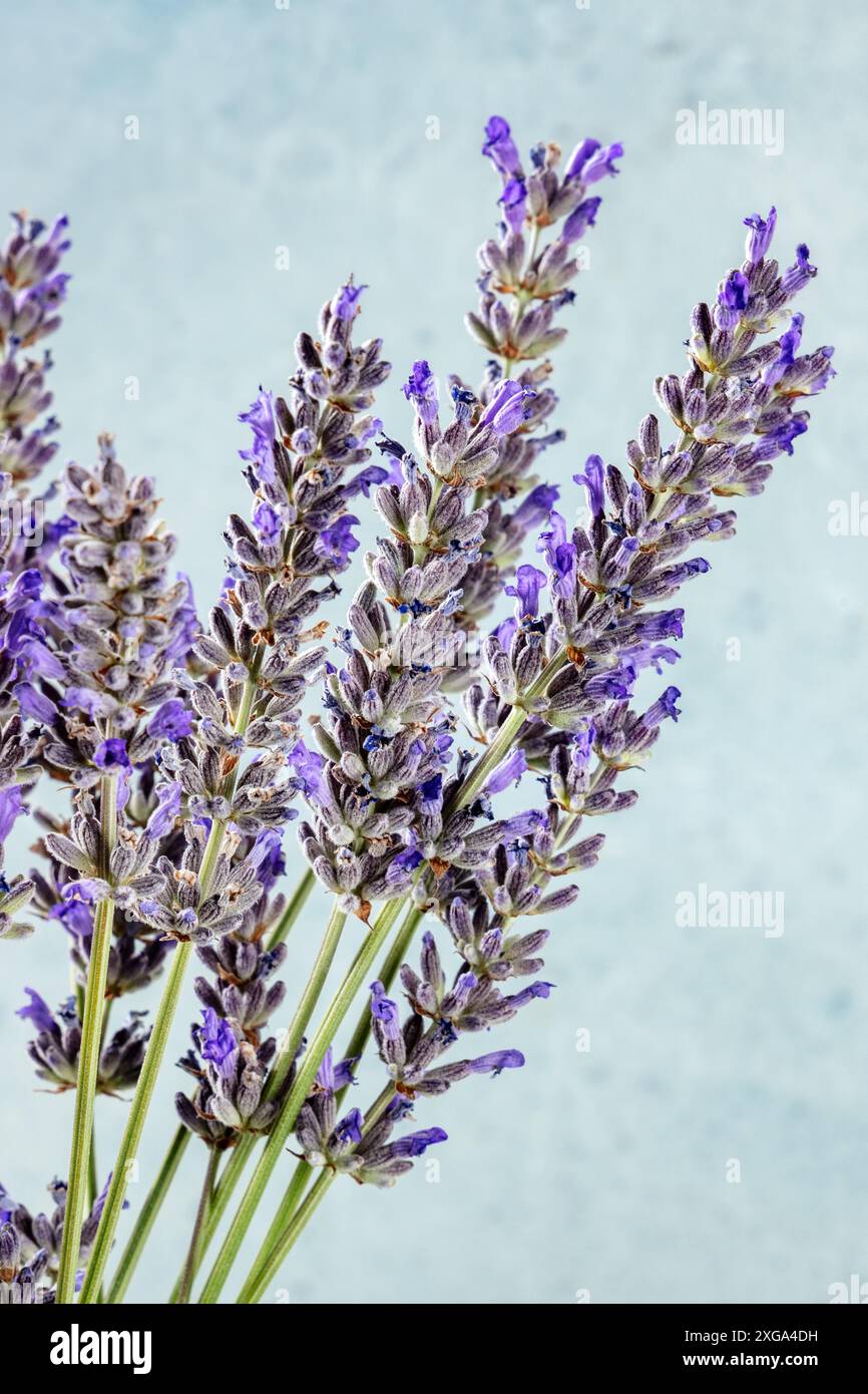 Bouquet di lavanda (lavandula), un mucchio di piante. Erbe medicinali fresche Foto Stock
