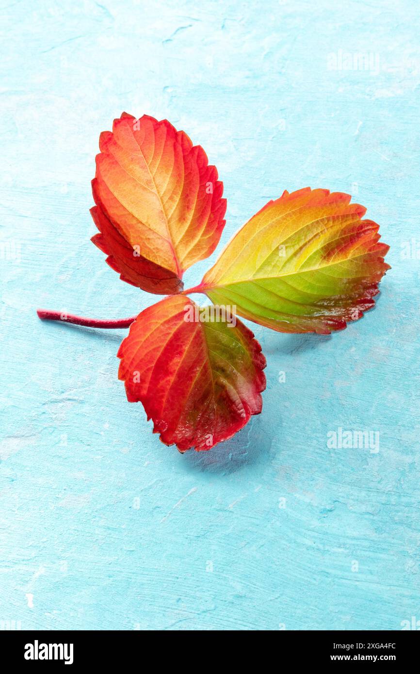 Foglia autunnale rossa e gialla su sfondo blu con un posto per il testo. Poster autunnale minimo con spazio per la copia Foto Stock