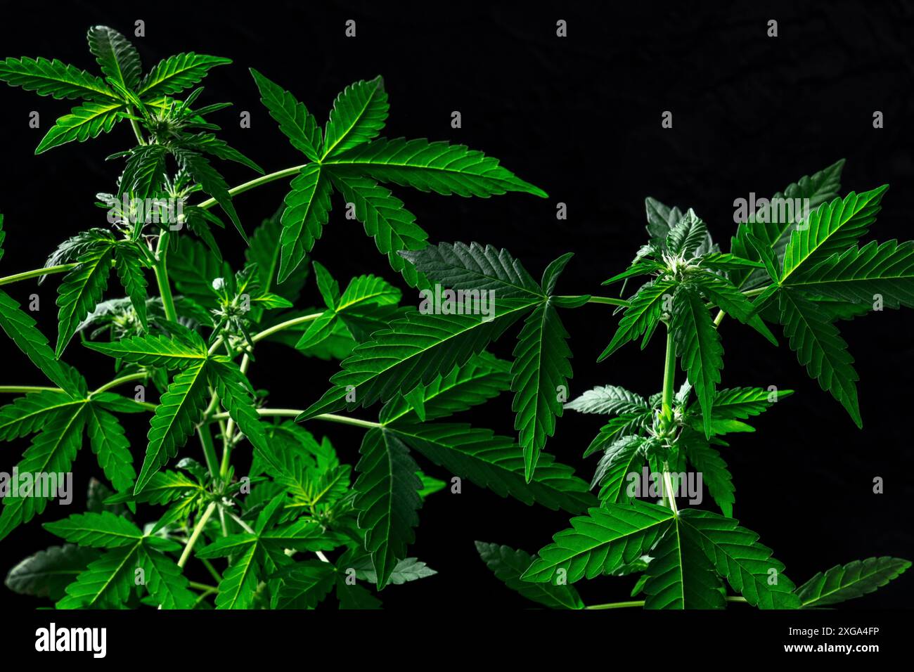 Piante di cannabis in fiore su sfondo nero. Coltivazione di marijuana per scopi medicinali Foto Stock