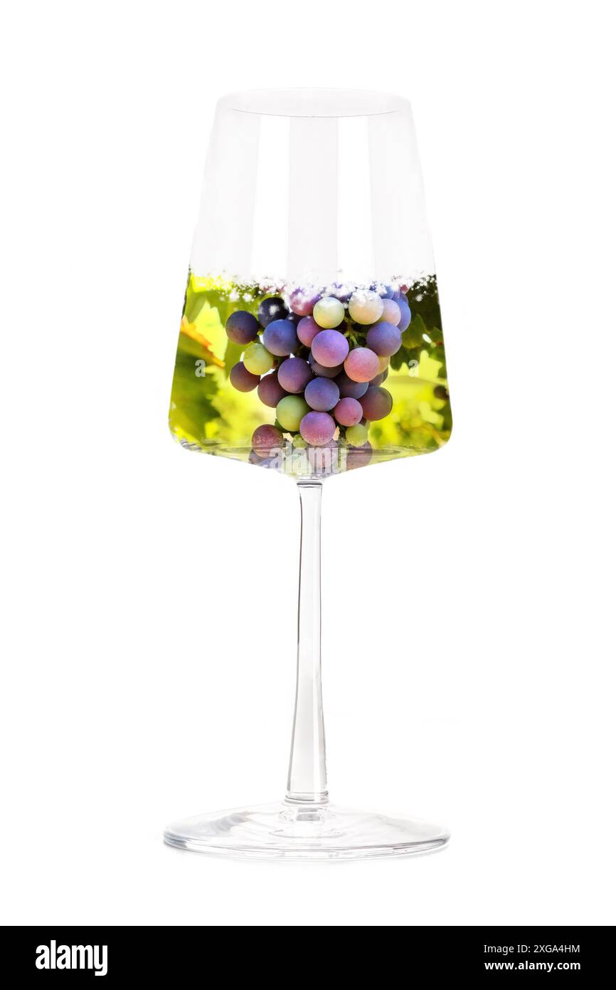 Concetto di vino. Vigneto in un collage di vetro di potenza, isolato su sfondo bianco. Uve colorate con foglie verdi Foto Stock