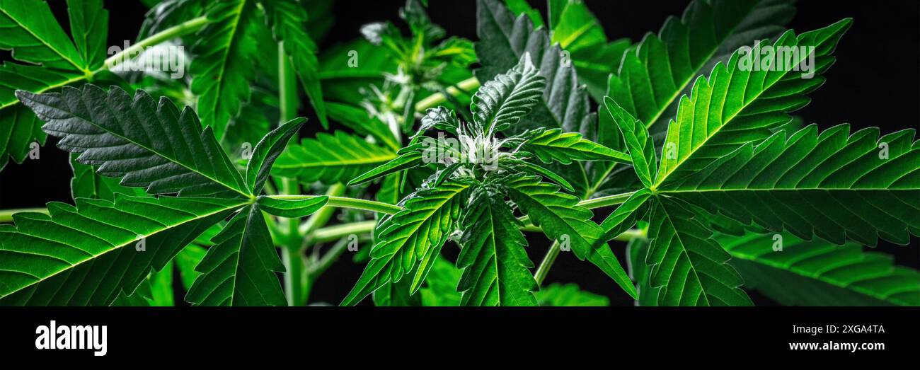 Piante di cannabis in fiore su sfondo nero. Coltivazione di marijuana per scopi medicinali Foto Stock