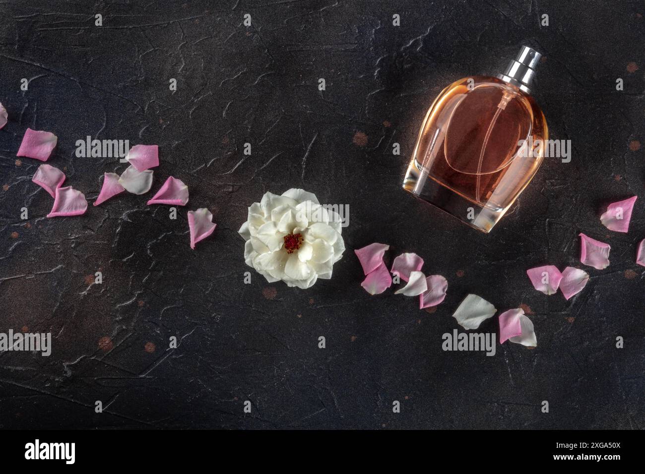 Concetto di profumo. Una bottiglia di fragranza rosa, overhead piatto su sfondo scuro con fiori freschi e petali, un'essenza floreale organica Foto Stock