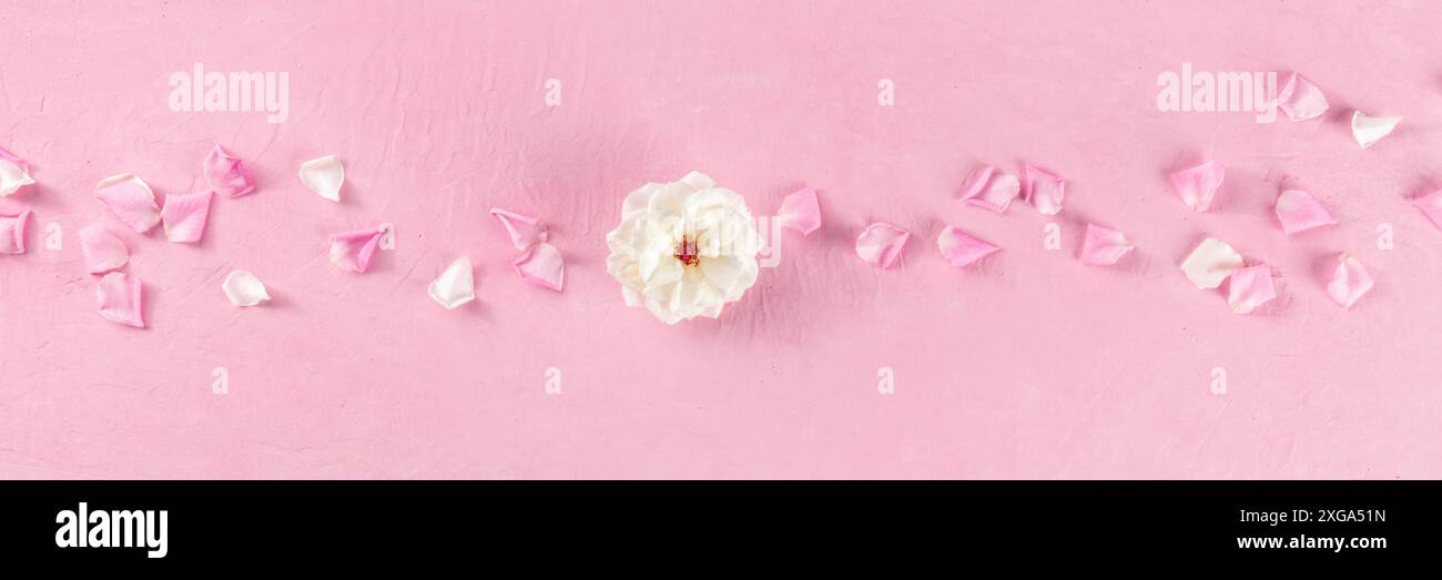Panorama floreale con rosa bianca e petali su sfondo rosa, stendardo panoramico piano con composizione di fiori freschi Foto Stock