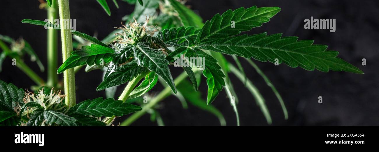 Fioritura piante di cannabis panorama con foglie verdi e fiori bianchi e gialli su sfondo nero. Coltivazione di marijuana per scopi medicinali Foto Stock
