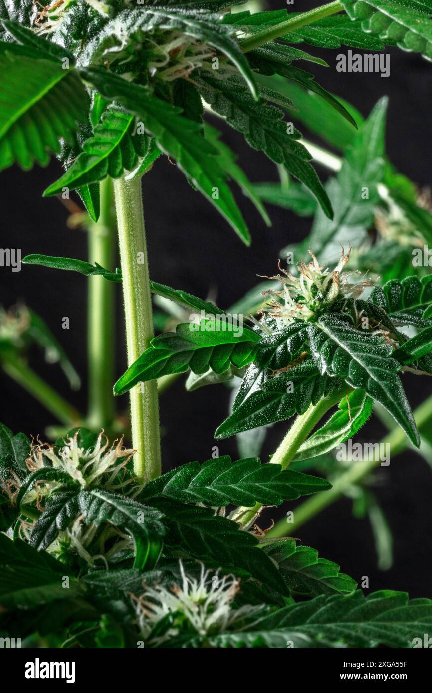 Piante di cannabis in fiore con foglie verdi e fiori bianchi e gialli su sfondo nero. Coltivazione di marijuana per scopi medicinali Foto Stock