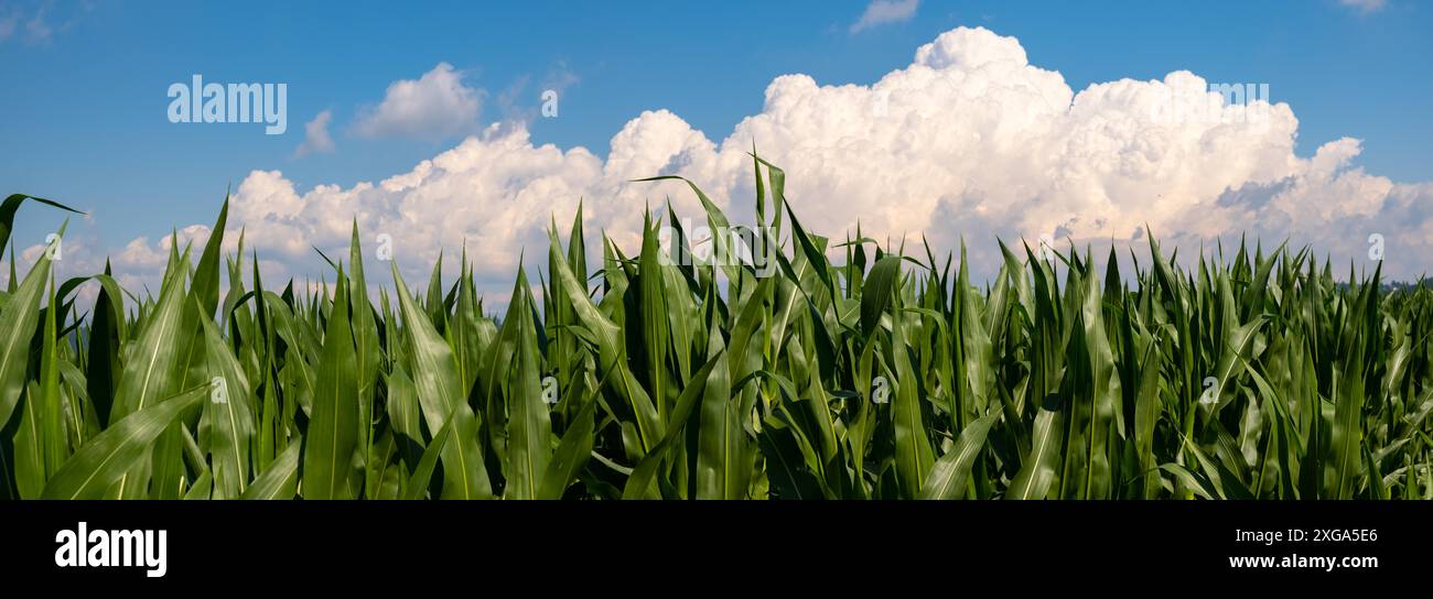 Agricoltura di mais. Natura verde. Campo rurale su terreno agricolo in estate. Crescita di pianta. Scena agricola. Paesaggio all'aperto. Foglia organica. Stagione di raccolto. Sole in Foto Stock