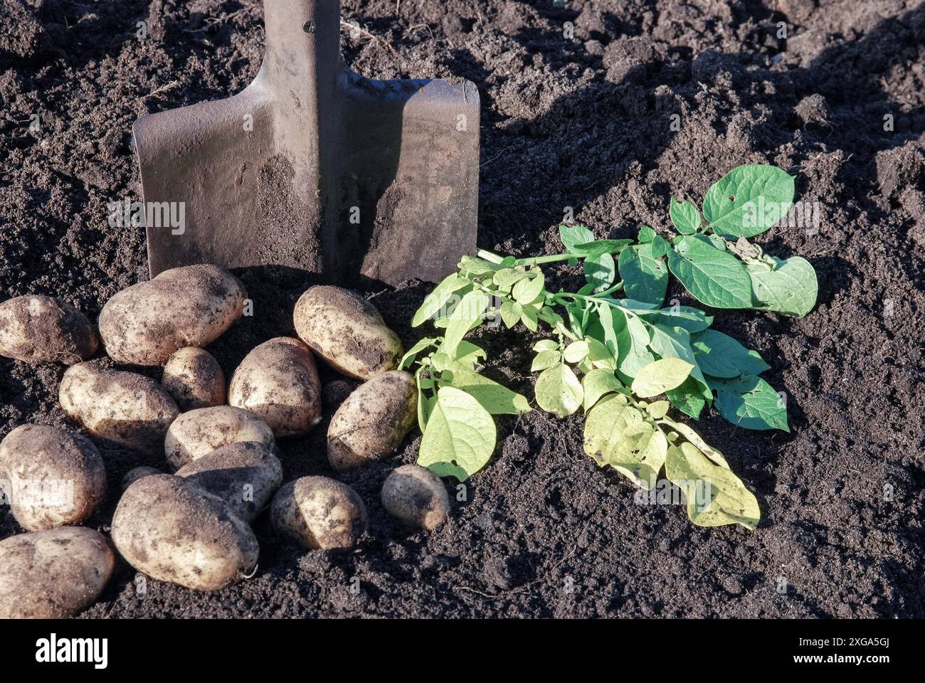 Scavare le patate in agricoltura biologica Foto Stock