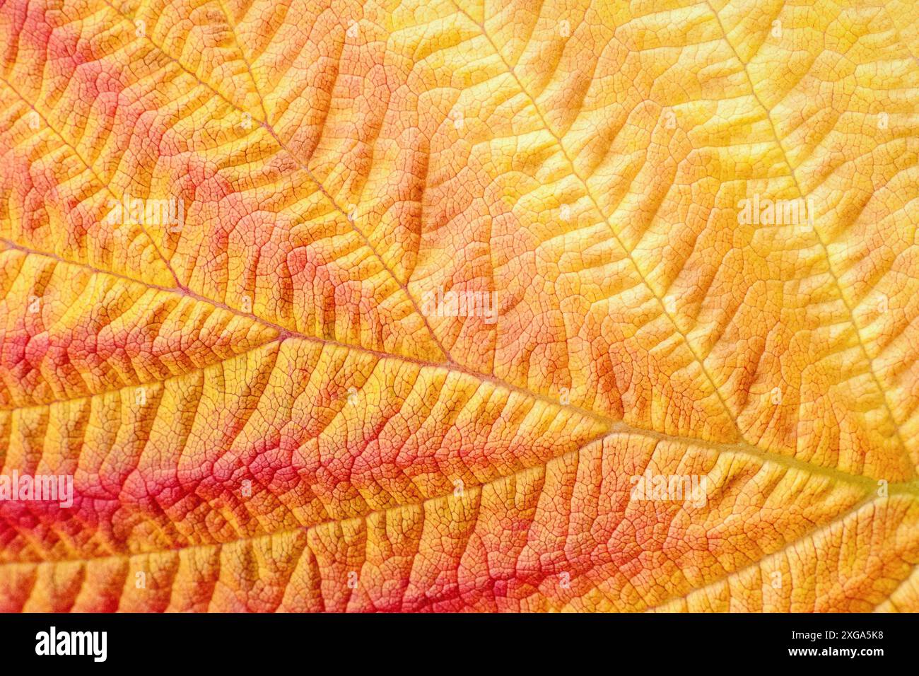 Autunno foglia macro texture e colori in autunno stagione Foto Stock