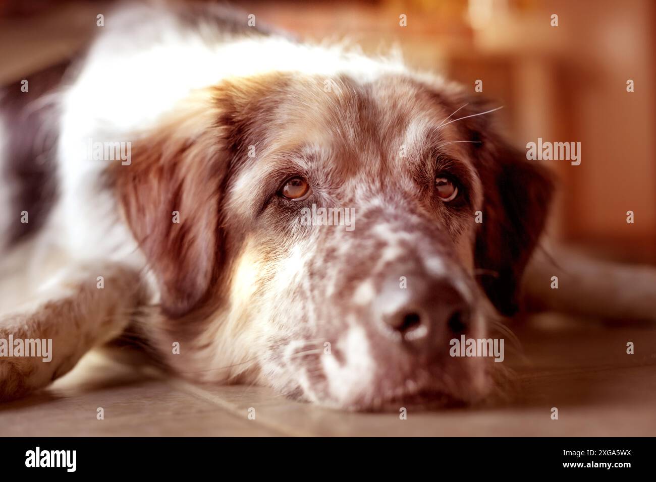 Divertente cane grande sdraiato sul pavimento piastrelle vicino ad un camino Foto Stock