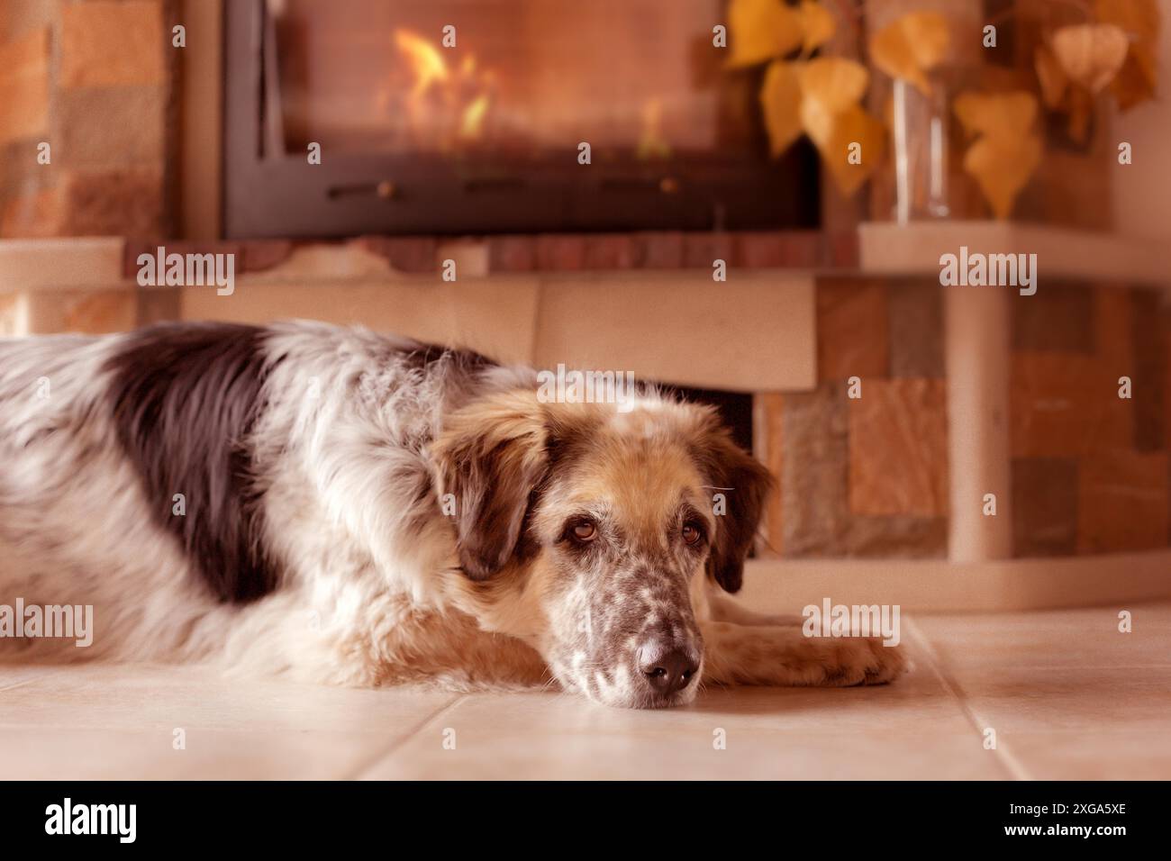 Divertente cane grande sdraiato sul pavimento piastrelle vicino ad un camino Foto Stock