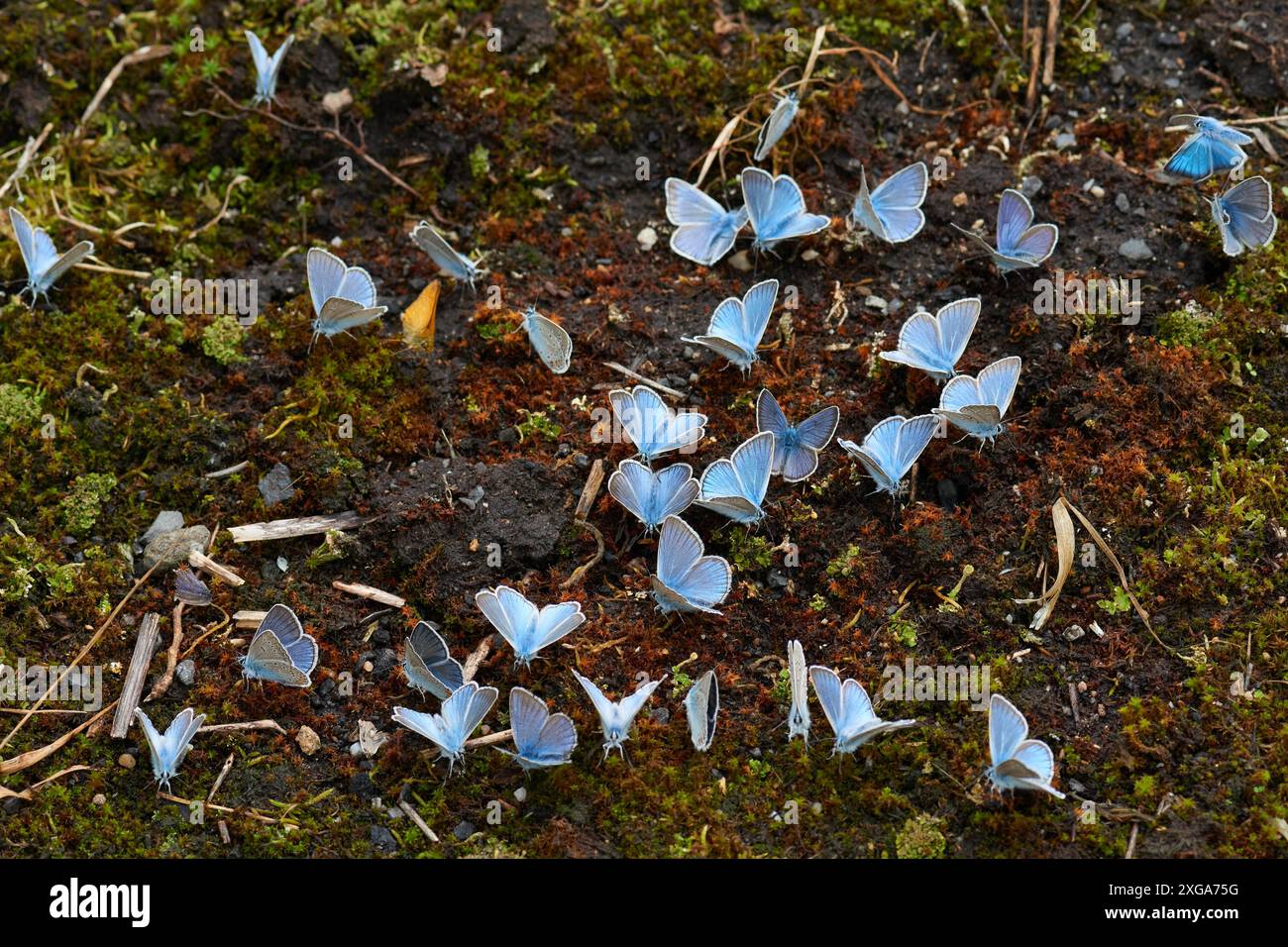 Maschio blu di Amanda (Polyommatus amandus), maschio di farfalle blu di Amanda Foto Stock