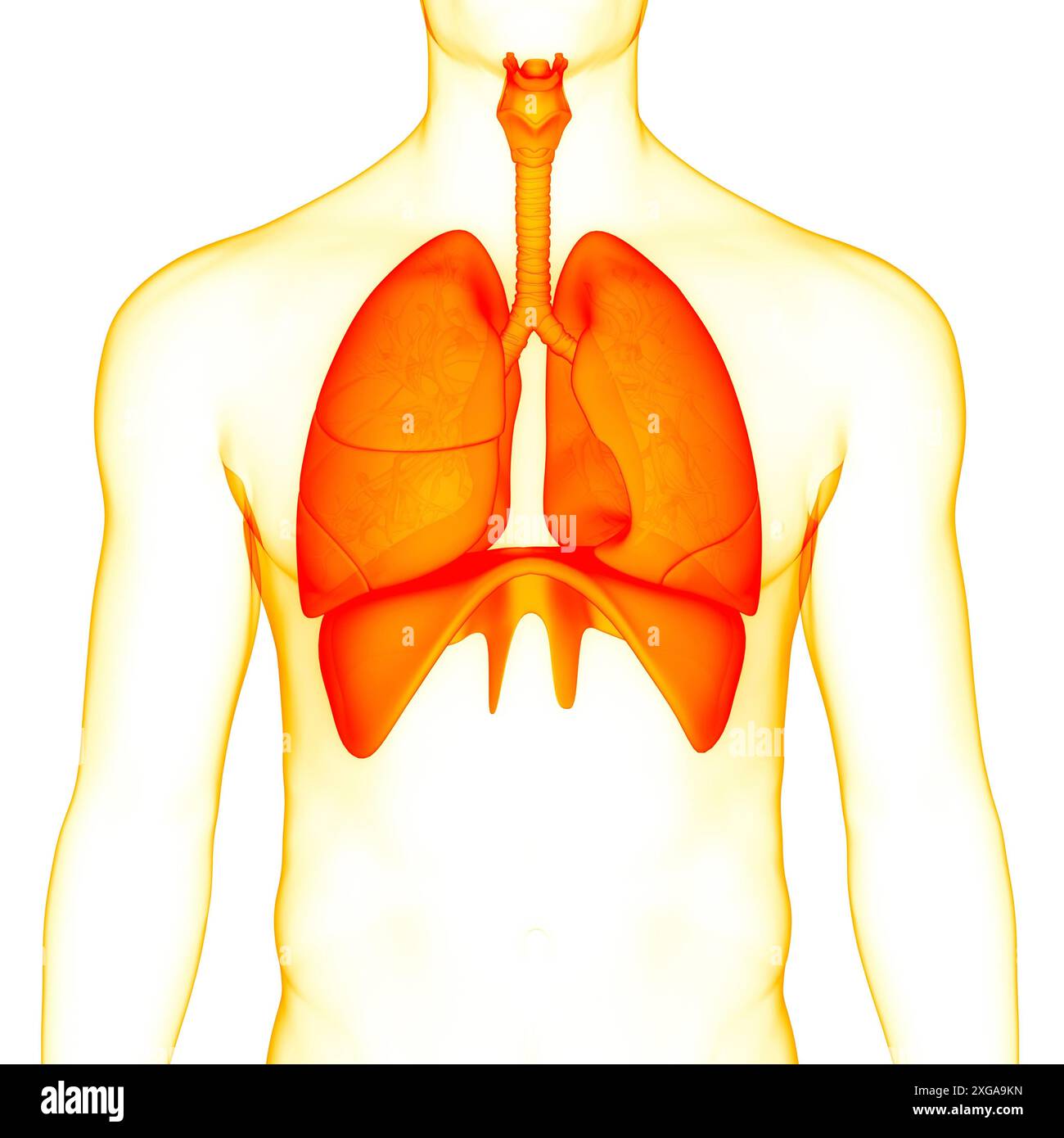 Illustrazione 3D concetto di polmoni del sistema respiratorio umano con anatomia diaframma Foto Stock