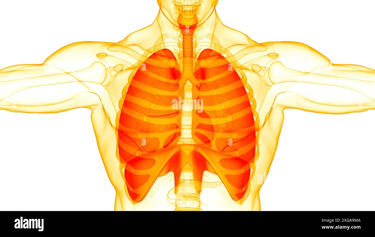 Illustrazione 3D concetto di polmoni del sistema respiratorio umano con anatomia diaframma Foto Stock