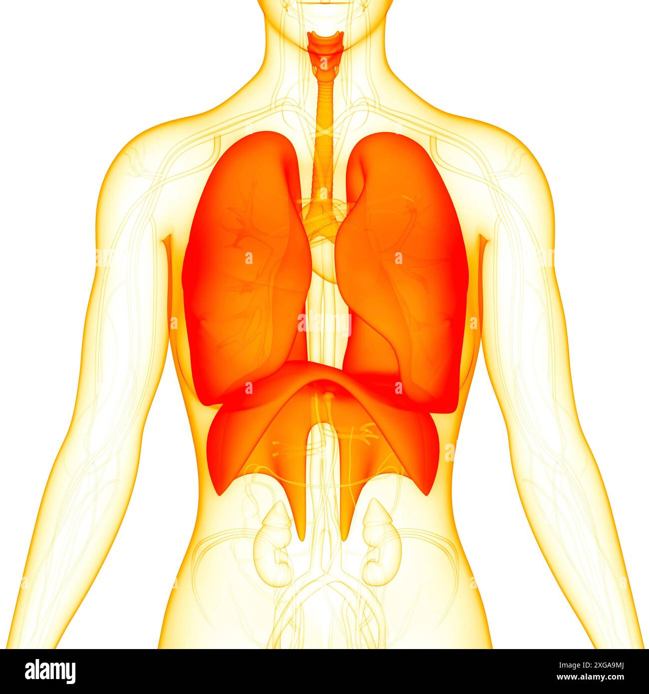 Illustrazione 3D concetto di polmoni del sistema respiratorio umano con anatomia diaframma Foto Stock