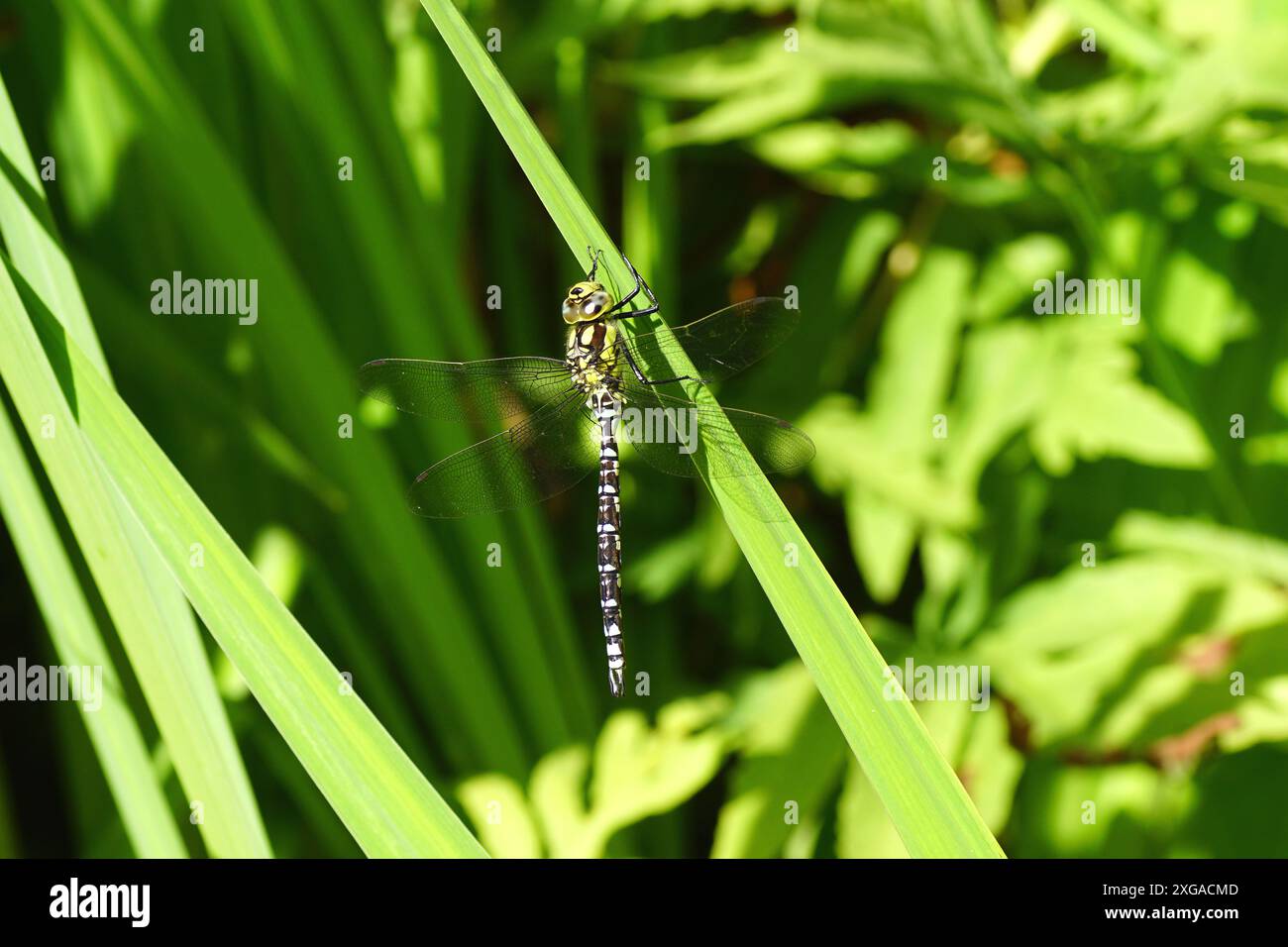 Falco meridionale, falco blu (Aeshna cyanea), falegname familiare (Aeshnidae), che si aggrappano a una bandiera gialla sulla riva dello stagno. Estate, luglio, Paesi Bassi Foto Stock