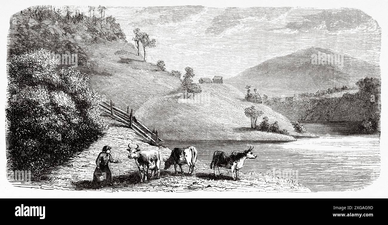 Mucche che pascolano in un prato sulle rive del fiume Indals, Liden, Svezia. Viaggia negli stati scandinavi, nel 1856, in Svezia e in Lapponia. Testi e disegni di San Biagio. Le Tour du Monde 1862 Foto Stock